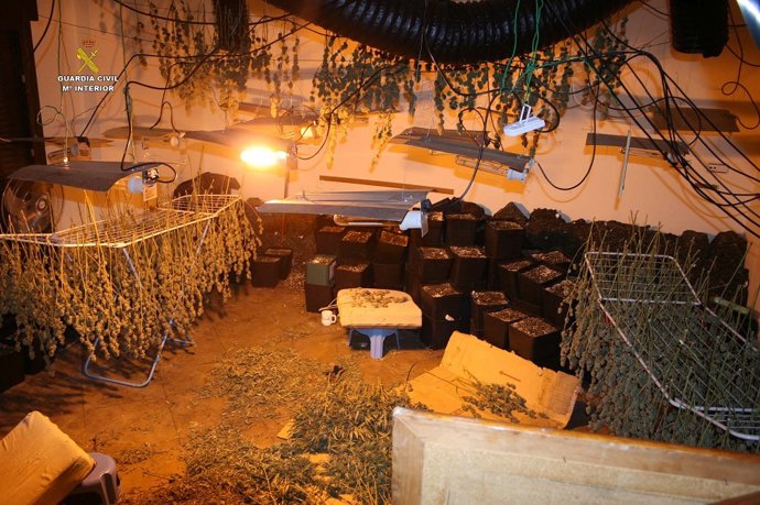 Remitiendo Np Opc Huelva "La Guardia Civil Localiza Una Plantación De Marihuana 