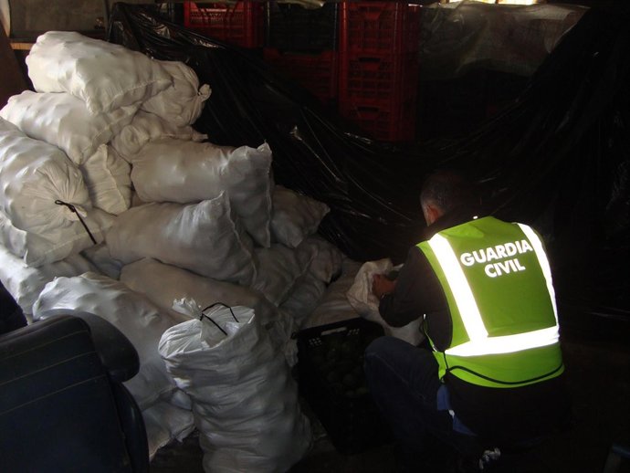 Sacos con los aguacates recuperados por la Guardia Civil.