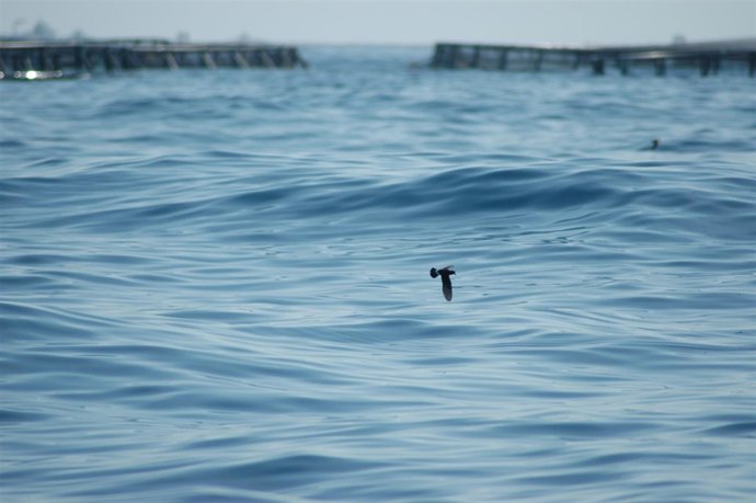 Ejemplar de paiño en las cercanías de una instalación de acuicultura