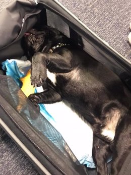 Muere un perro a bordo de un vuelo de United Airlines 