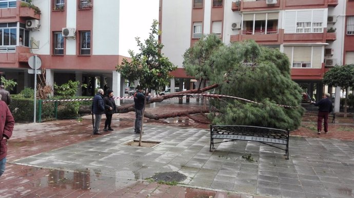 Un árbol caído por las rachas de viendo en Sevilla