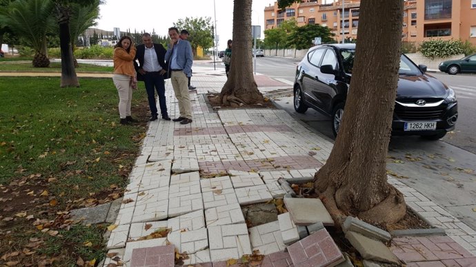 Acera de calle rota por las raíces de árbol  en Torremolinos Plan Arbolado 2018
