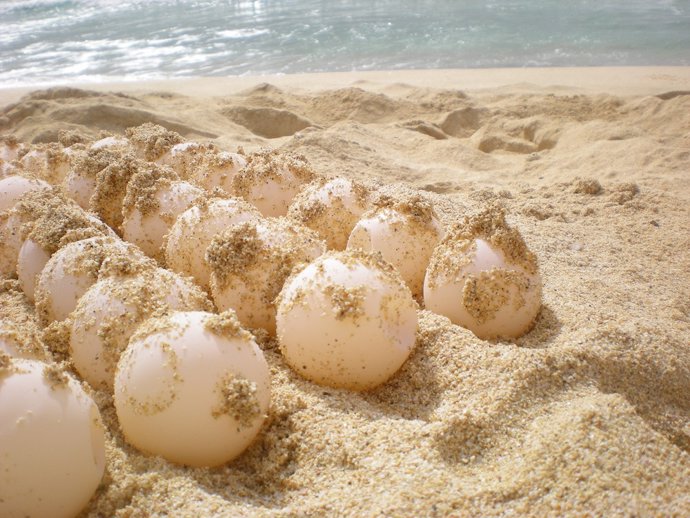 Premsa Ub Els Mascles De Tortuga Babaua També Tornen A Les Platges On Van Néixer