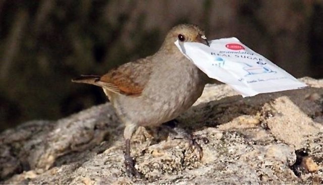 Loxigilla barbadensis, un pájaro innovador: abre sobres de azúcar