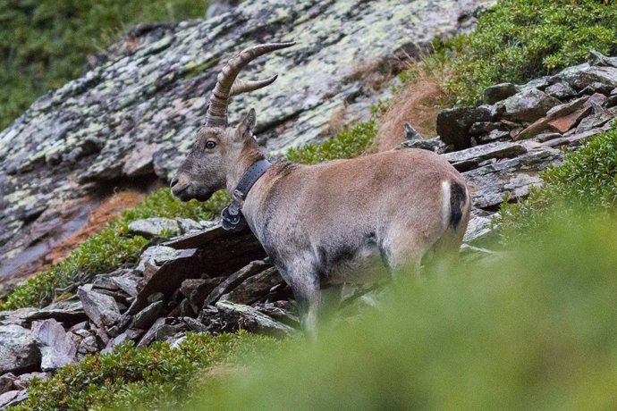 Cabra salvatge del Pirineus