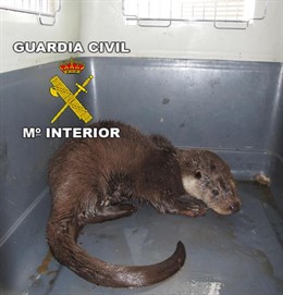 Imagen de la nutria recuperada