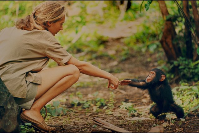 Gombe, Tanzania - Jane Goodall and infant chimpanzee Flint reach out to touch ea