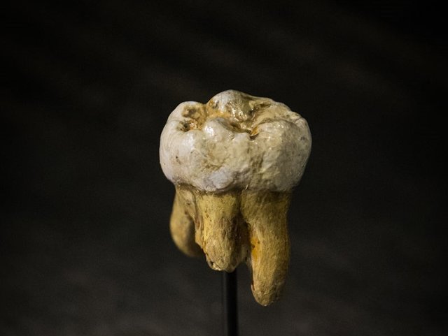 Réplica del molar Denisova 4. Se le extrajo dentina de una raíz para obtener ADN