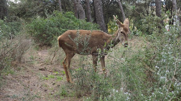  'Bambi' En El Hogar Animal Sanctuary, 15-03-2018