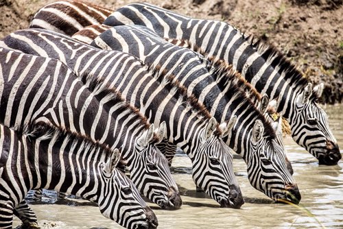  Karibu Serengeti, El Nuevo Libro Sobre La Fauna Africana Del Fotógrafo Ignacio 