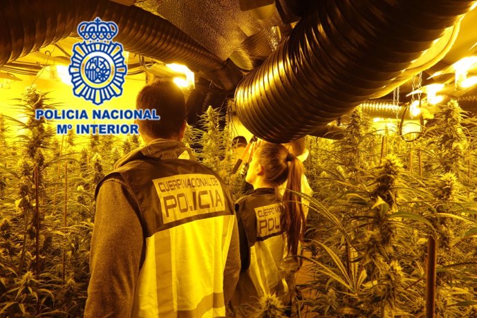  1.179 Plantas De Marihuana En Un Chalé En Oviedo                        