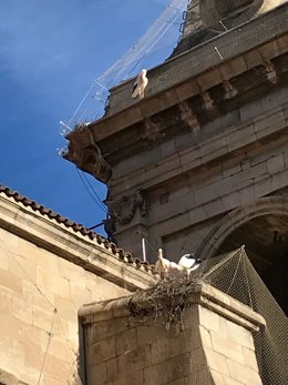 Cigüeñas en la Catedral Nova de Lleida