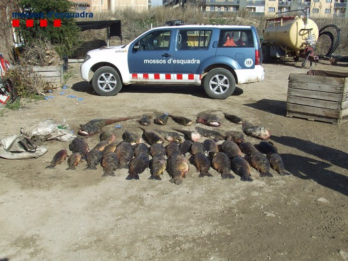 Carpas y siluros pescados ilegalmente en Segrià (Lleida)