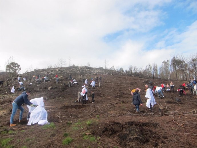 Campaña de reforestación de Abanca en el monte de Coruxo