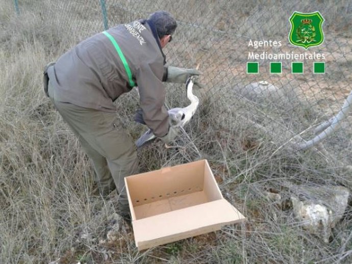 Burgos (18-03-2018).- Rescate de la garza real herida