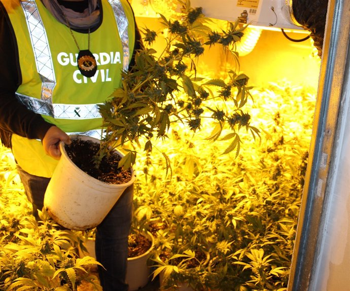 Plantació de marihuana a Sant Jaume dels Domenys (Tarragona)