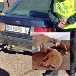 "La Guardia Civil Detiene A Dos Vecinos De Villanueva De La Serena Dedicados Al 