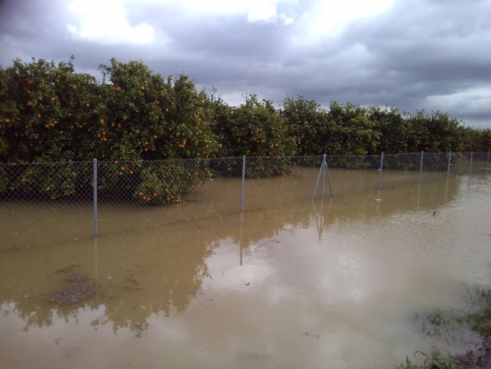 Plantación de naranjos inundados en la provincia de Cádiz