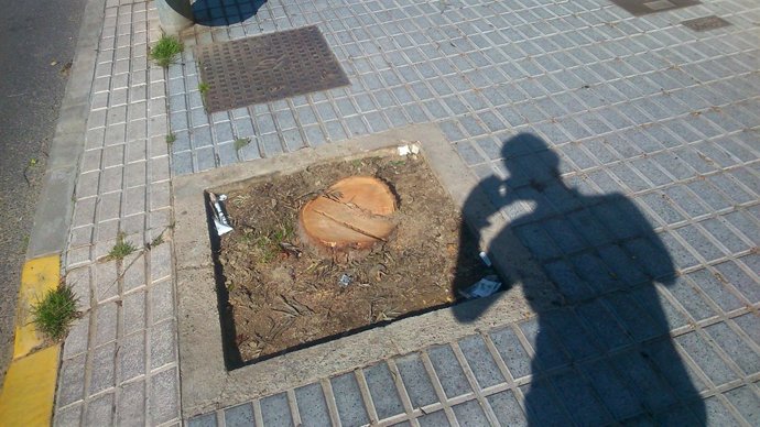 Alcorque vacío tras la tala de una de las grevilleas