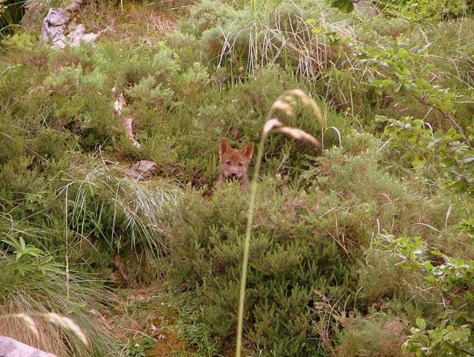 Recurso de lobezno, lobo