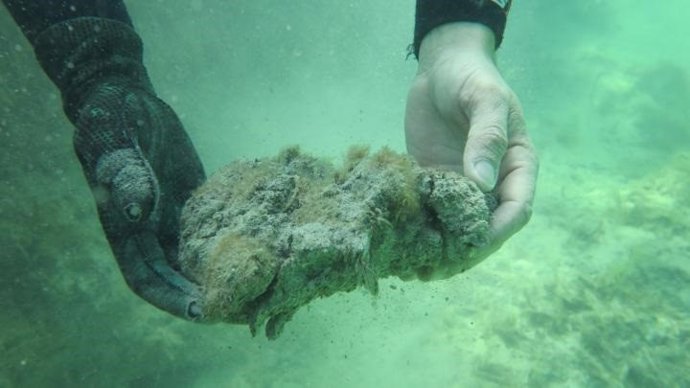 Sediment de prada marina ric en materia orgànica