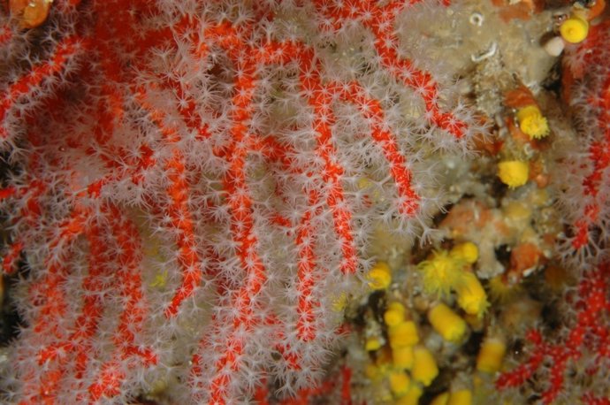 Colònia de coral