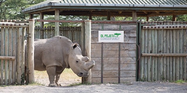 Rinoceronte Sudán