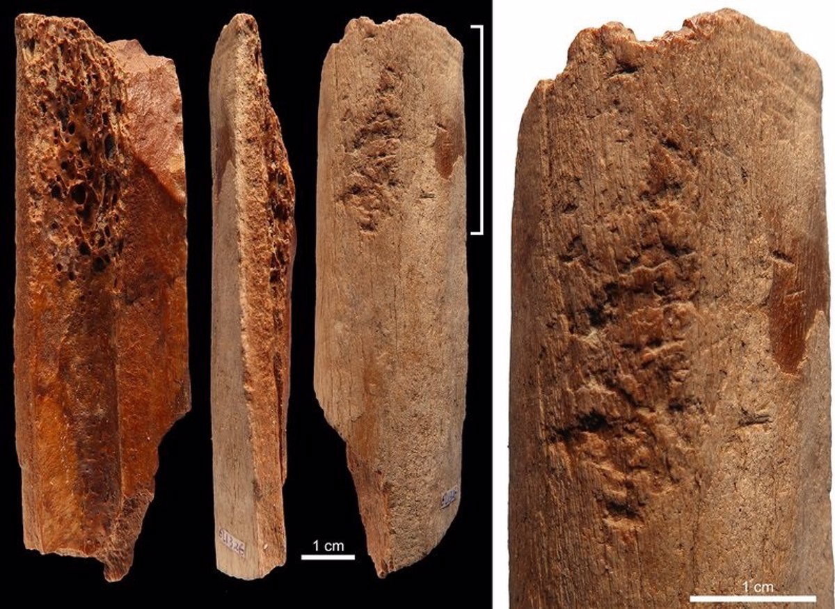 Adiccion patio de recreo Usual Sofisticadas herramientas de hueso de 115.000 años aparecen en China