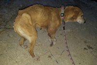 Denunciado el dueño de un perro que estuvo a punto de ser arrastrado por el río Guadalbullón, en Jaén