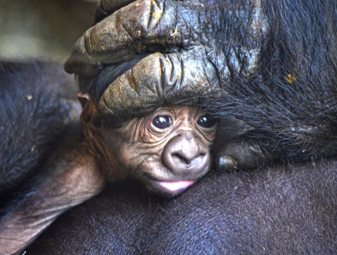 Bebé gorila primer plano -