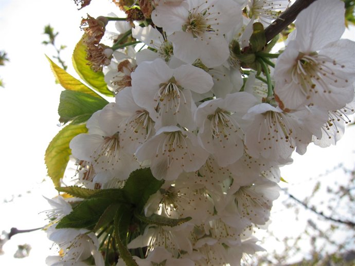 Cirerer En Flor. Flors. Primavera. Pol·len, Pol·linització.