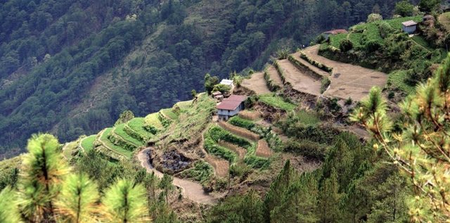 Cultivos en terraza en Filipinas