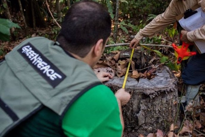 Trabajadores de Greenpeace analizando un árbol de madera de Ipe