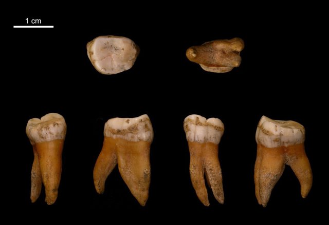Molar superior de neandertal excavado en Bélgica 