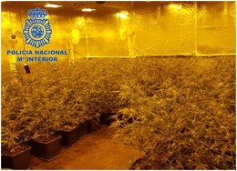 Cau una xarxa internacional de trànsit de marihuana a Catalunya