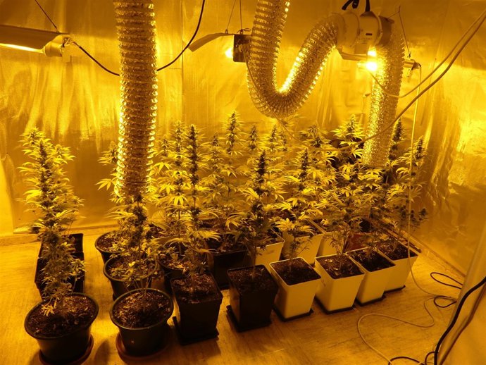 Habitación de la vivienda con la plantación de marihuana 22-3-2018