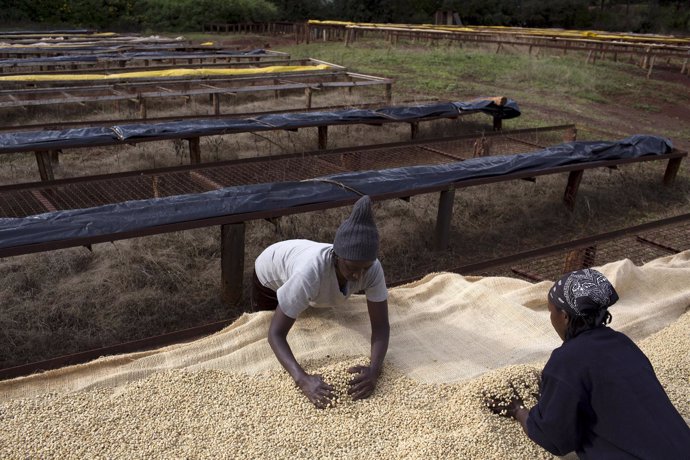 Foto de archivo de mujeres en Kenia cultivando café