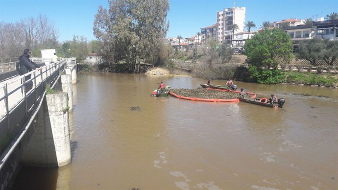 Actuaciones contra el camalote en el Guadiana
