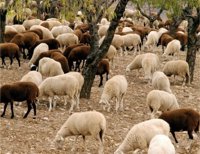 Agricultura destinará 23.000 euros al fomento de la oveja chamarita, única raza ganadera autóctona en La Rioja