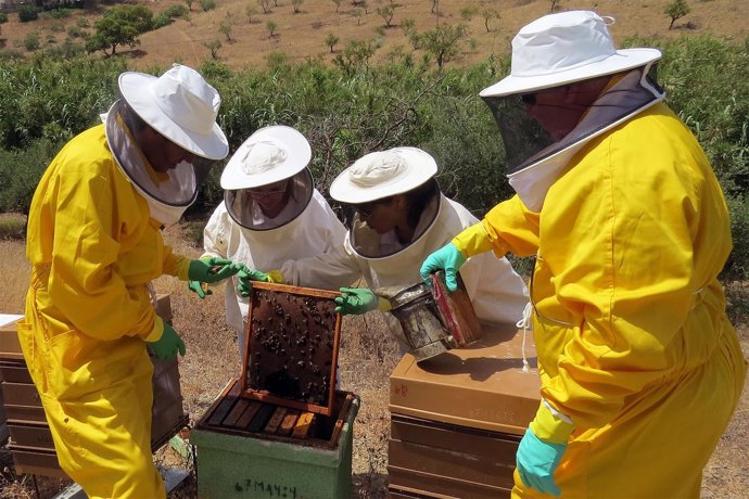 Abejas panel investigadores UMA miel y propolis contra el cáncer de colon 