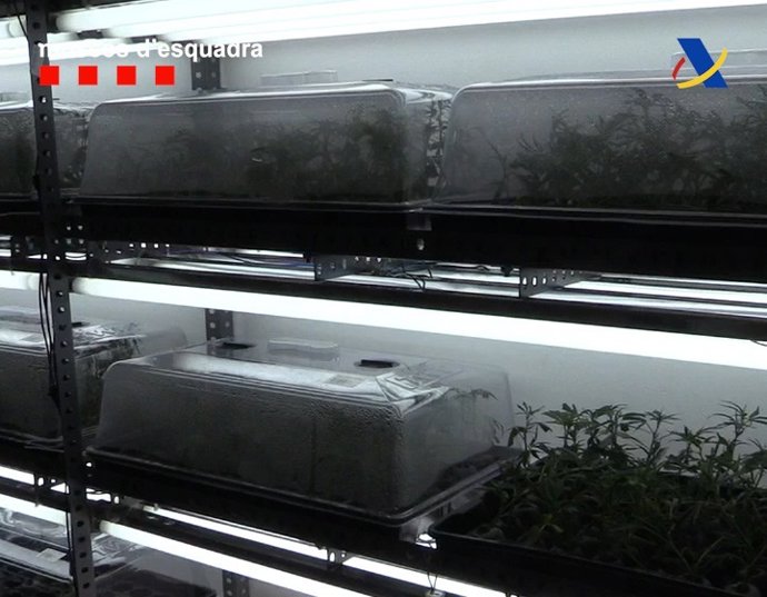 Esqueixos de marihuana trobats per Mossos d'Esquadra i Agència Tributària