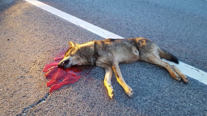 Lobo atropellado en la A1
