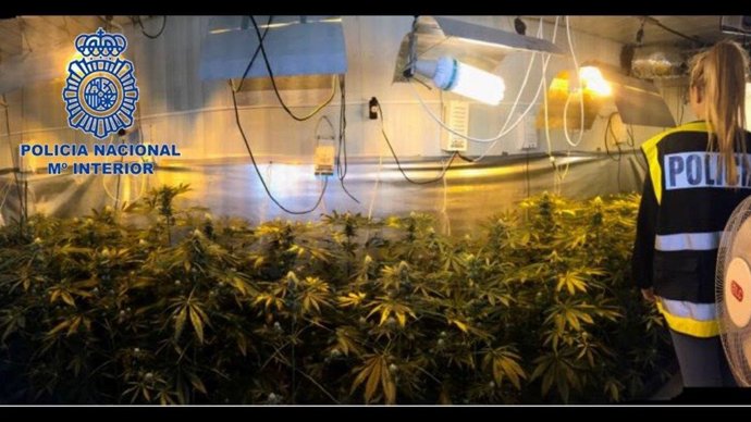 Plantación descubierta en Dénia