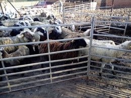 Rebaño de ovejas y cabras intervenido en Lliçà d'Amunt