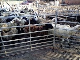 Ramat d'ovelles i cabres intervingut a Lliçà d'Amunt