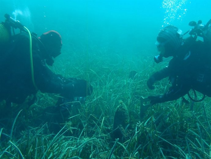 Rescatan las nacras del Mediterráneo, en peligro crítico de extinción