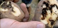 Preocupación entre productores de Coristanco al llegar a Muxía la plaga de la patata