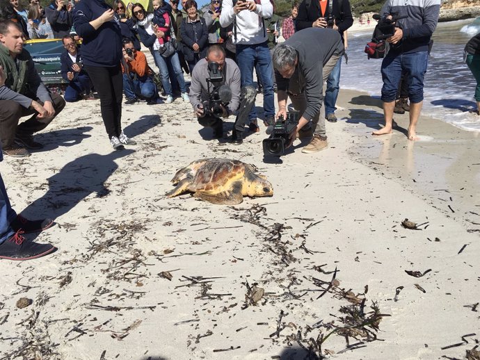 Liberación en la playa de s'Amarador (Santanyí) de una tortuga rescatada