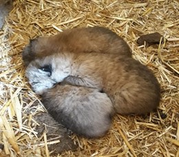 Primeras camadas de lince ibérico nacidas en libertad este temporada