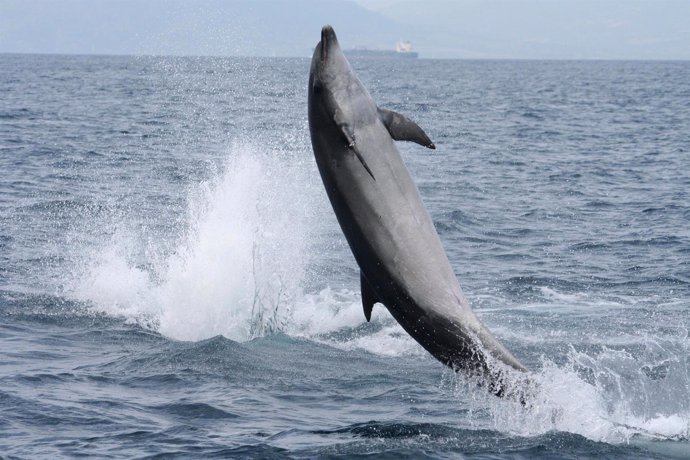 Ejemplar De Delfín En El Golfo De Cádiz